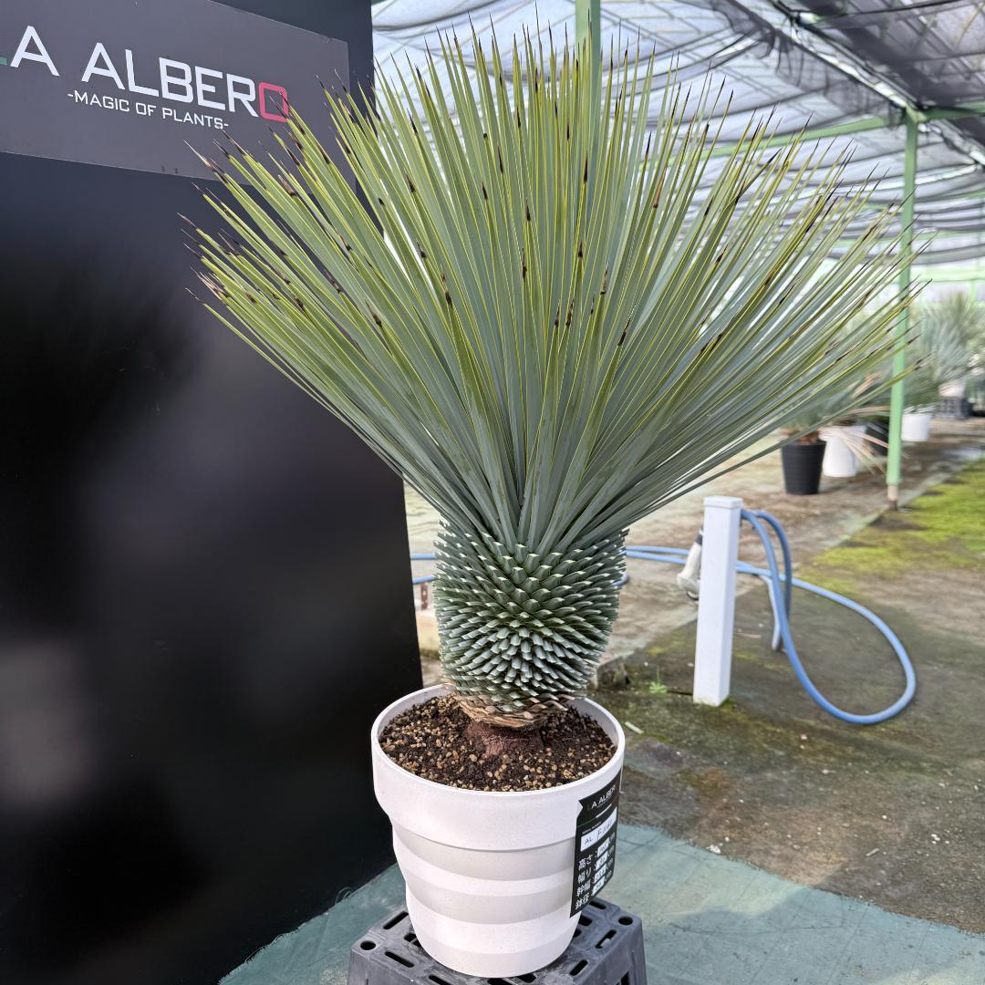 【AL-F1161】ユッカ　ロストラータ　超美形　極太　強シルバー個体