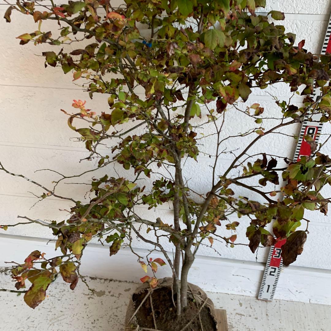 大株　ナツハゼ　約:130cm 【夏櫨/落葉樹/果樹苗】403371