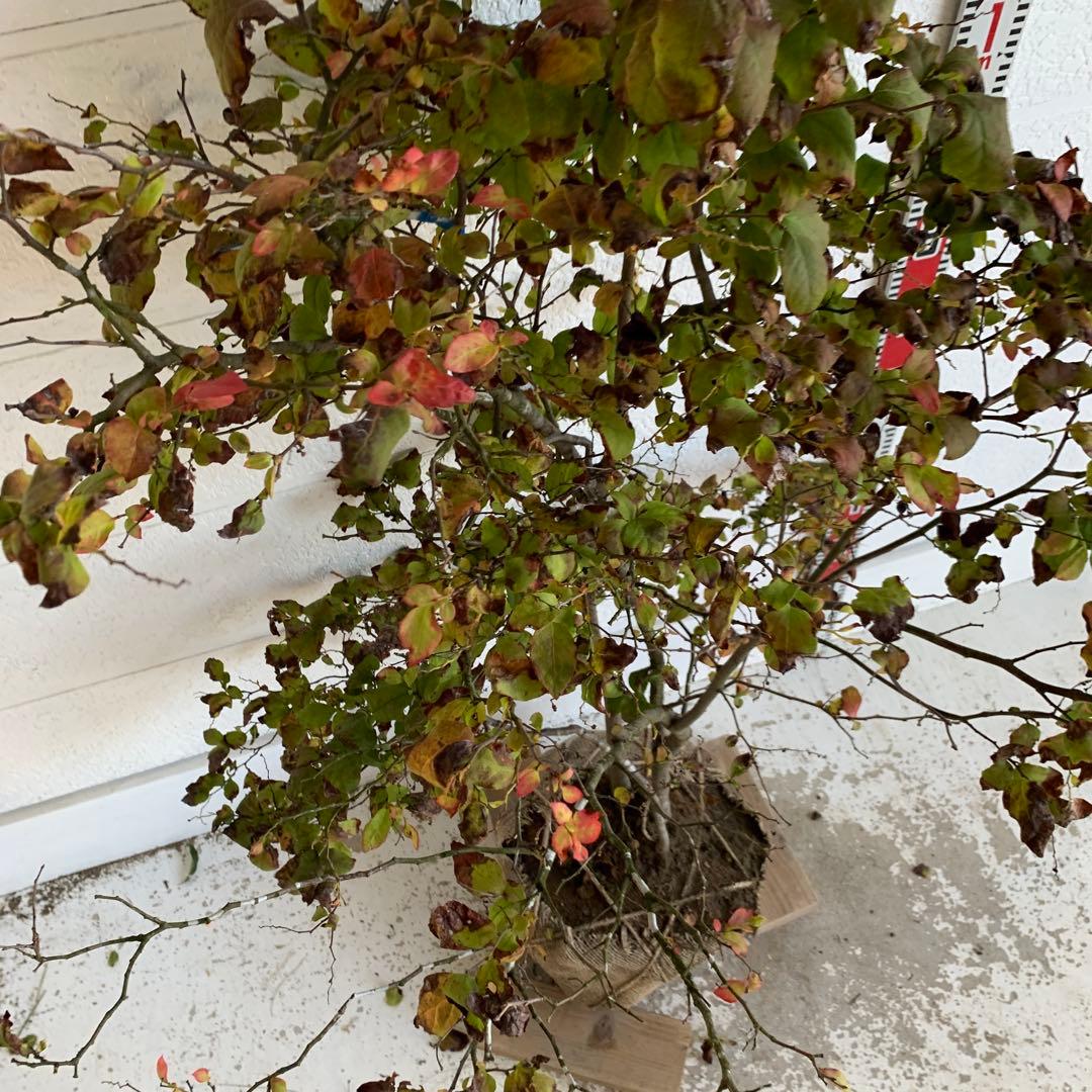 大株　ナツハゼ　約:130cm 【夏櫨/落葉樹/果樹苗】403371