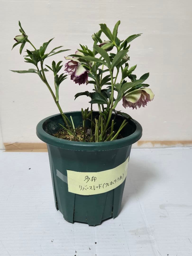 ☆クリスマスローズ☆多弁クレオパトラ系　リバースレッド☆6号鉢☆