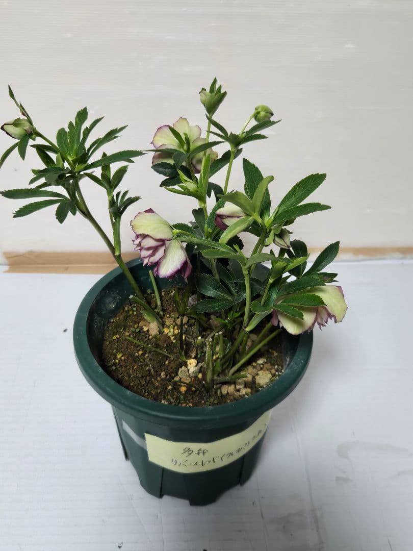 ☆クリスマスローズ☆多弁クレオパトラ系　リバースレッド☆6号鉢☆