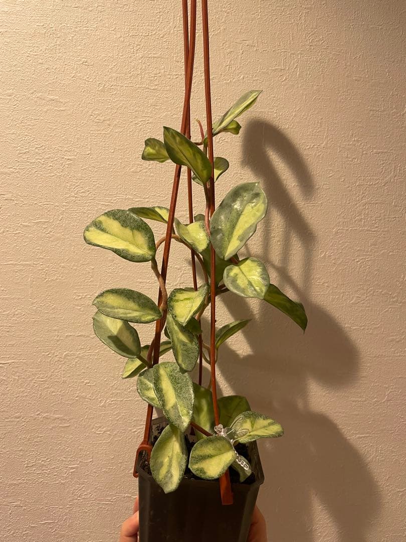 アオ　レア　ホヤ アルゲンティア プリンセス サクララン　美株