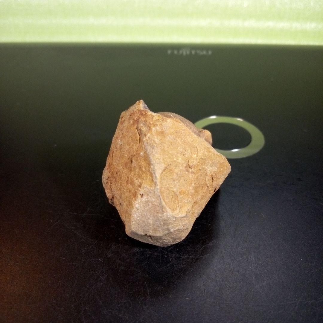 三葉虫　化石　fossil　ボリビア産　trilobite　ボリビア三葉虫郡③