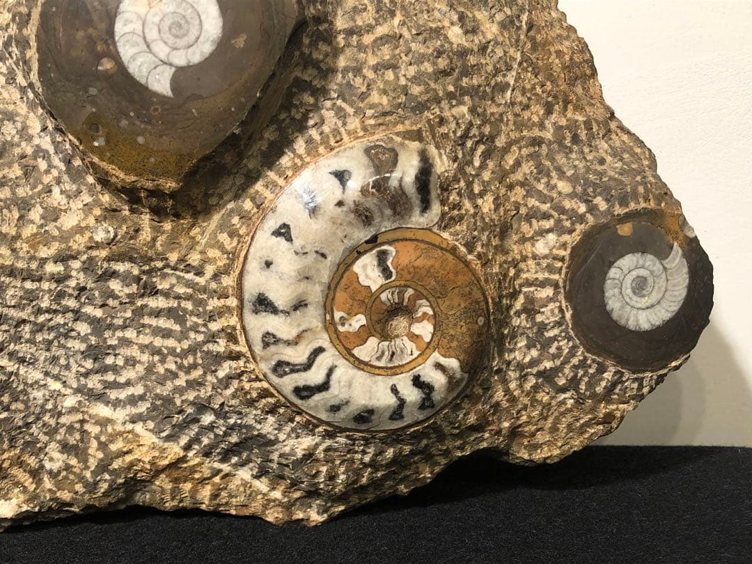 アンモナイト 化石群集 コレクション 原石 自然 置物 歴史資料 古代 標本