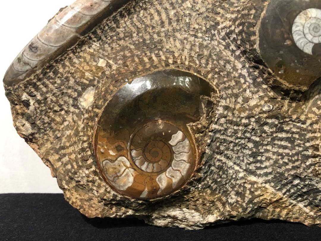 アンモナイト 化石群集 コレクション 原石 自然 置物 歴史資料 古代 標本