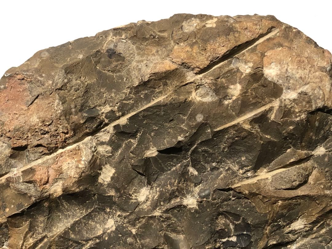 アンモナイト 化石群集 コレクション 原石 自然 置物 歴史資料 古代 標本