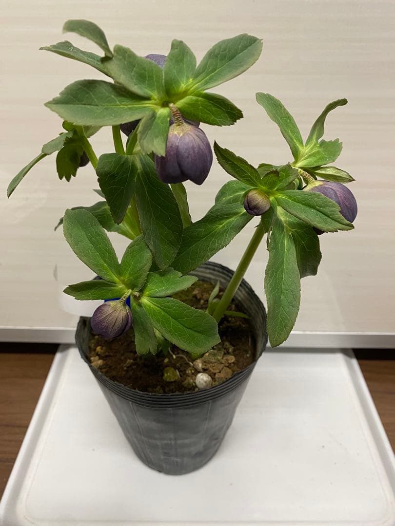 クリスマスローズ苗