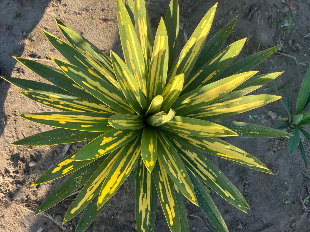 ユッカグロリオサ　散り斑　③ 直接取り引き可能