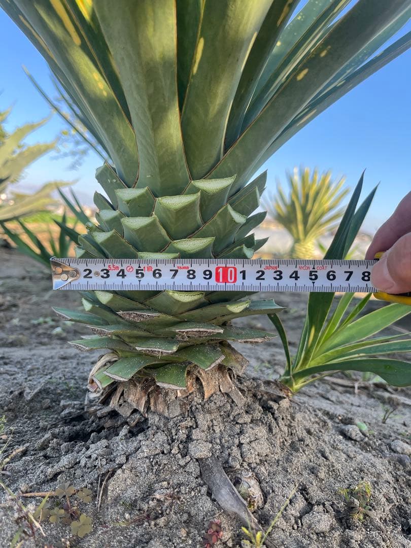 ユッカグロリオサ　散り斑　③ 直接取り引き可能