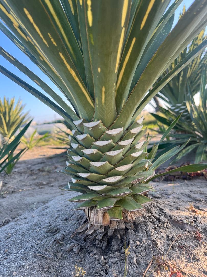 ユッカグロリオサ　散り斑　③ 直接取り引き可能