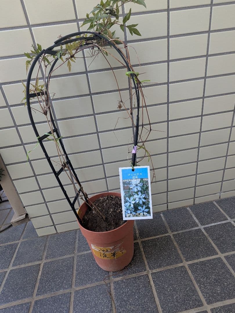クレマチス流星3年経過苗 正規ラベル付
