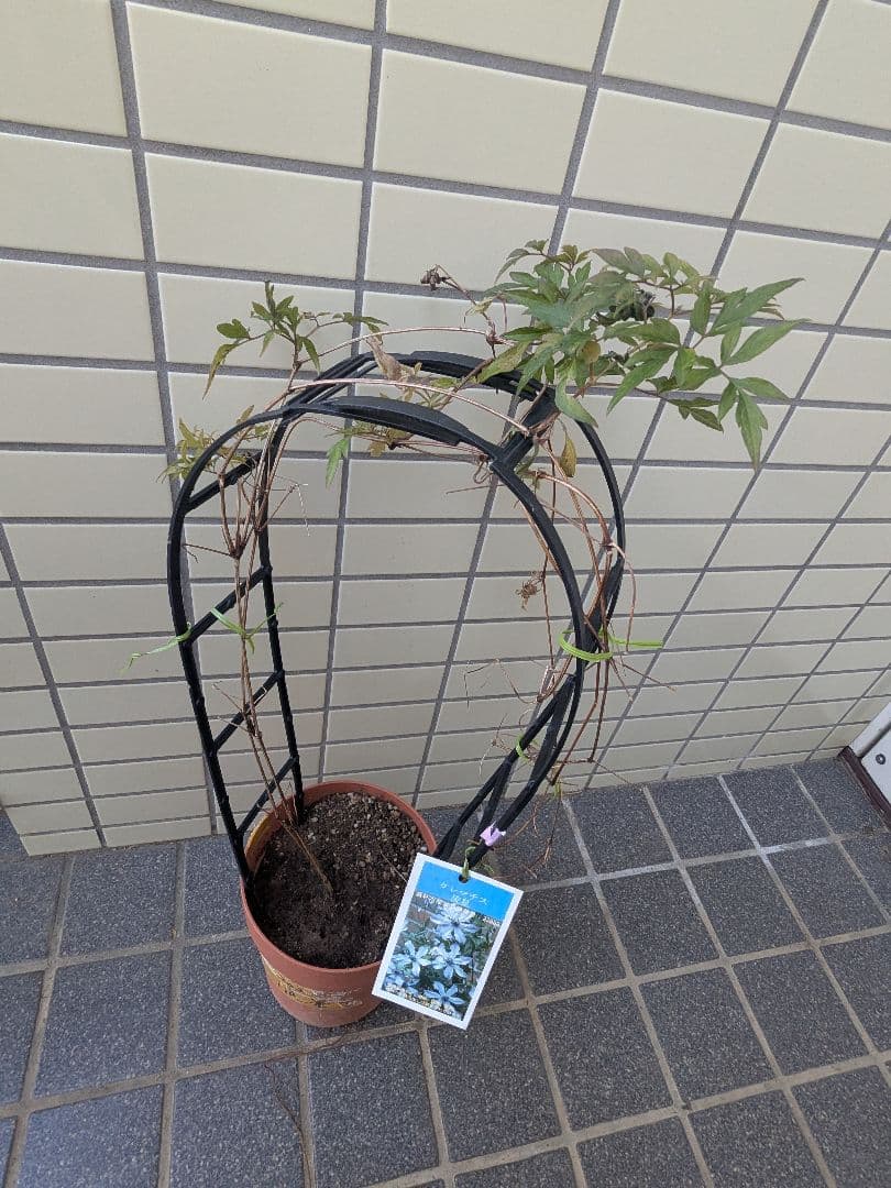 クレマチス流星3年経過苗 正規ラベル付