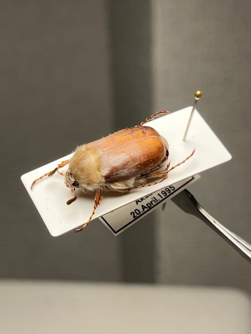 【19mm】ゴリラコガネ ライオンコガネ ウグイスコガネ標本 プラチナコガネ