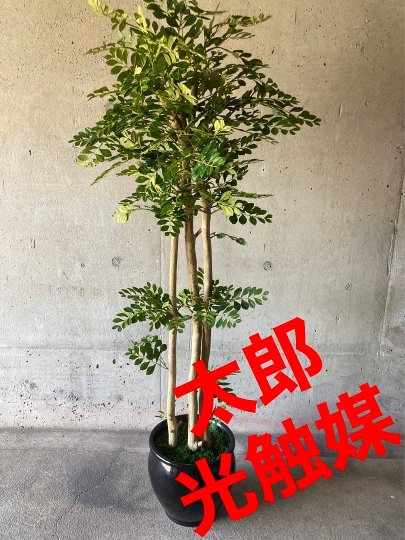 光触媒　人工観葉植物　ウォールグリーン　フェイクグリーン　トネリコ16666