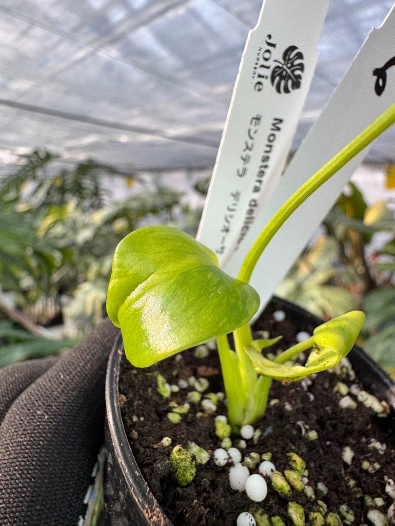 6 モンステラ　エレクトロライト　組織培養苗　順化済