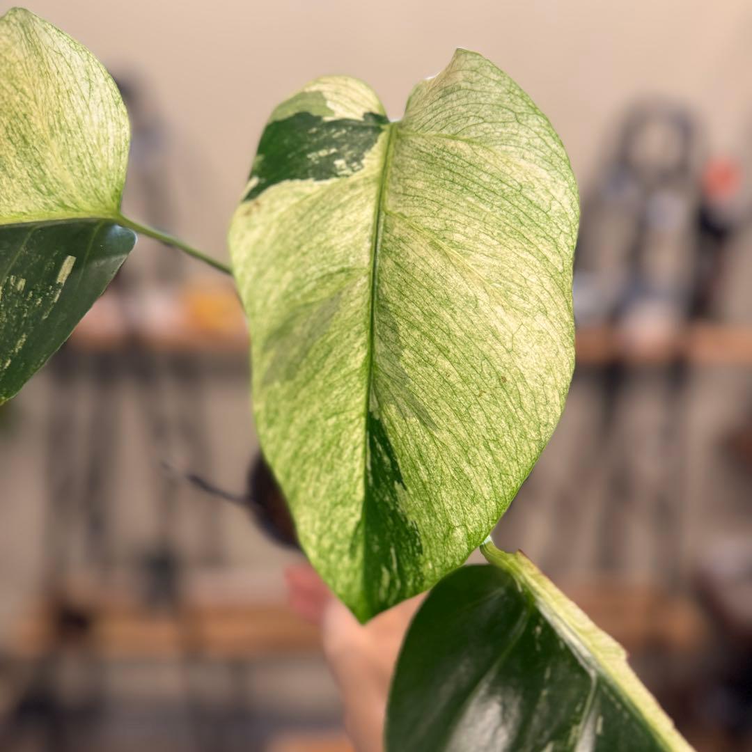 R*i様 26 モンステラ　ボルシギアナ　‘タイ　ミント’ フルミントに転じる可