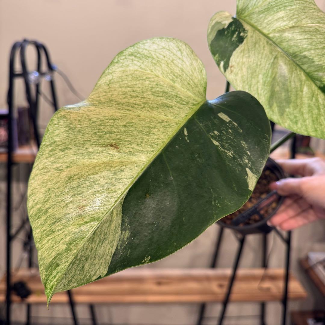 R*i様 26 モンステラ　ボルシギアナ　‘タイ　ミント’ フルミントに転じる可