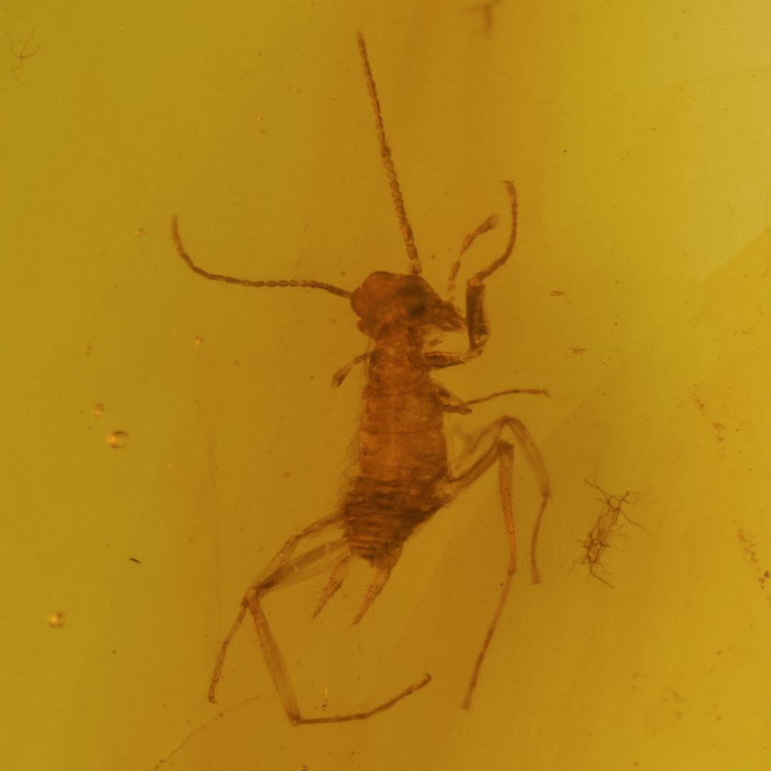 レア極上品 PA150虫入り琥珀化石　ミャンマーカムティかタナイ9900万年前