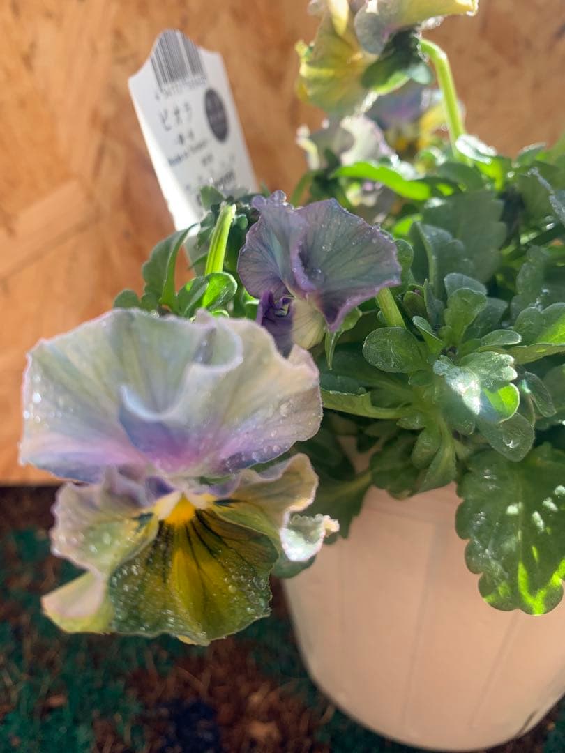 わ*び様 すみれ図鑑　1苗 他