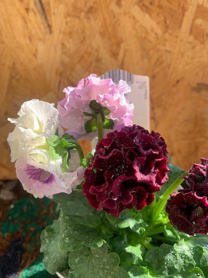 わ*び様 すみれ図鑑　1苗 他