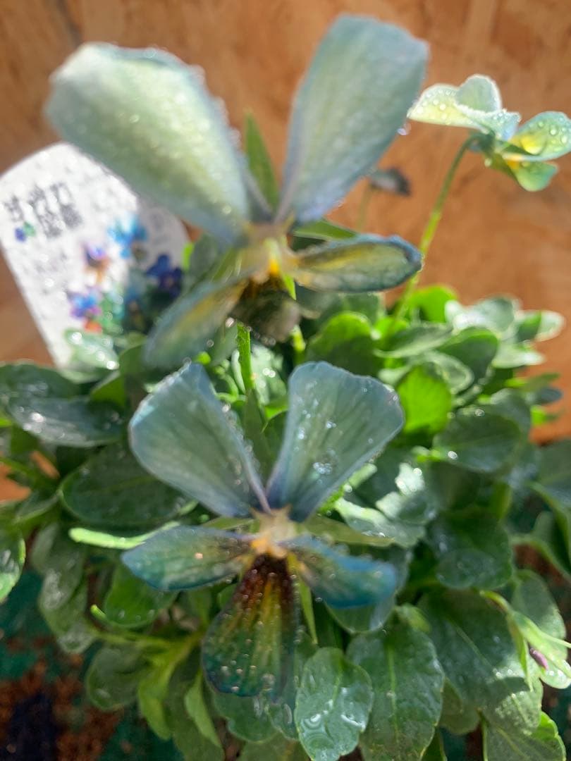 わ*び様 すみれ図鑑　1苗 他