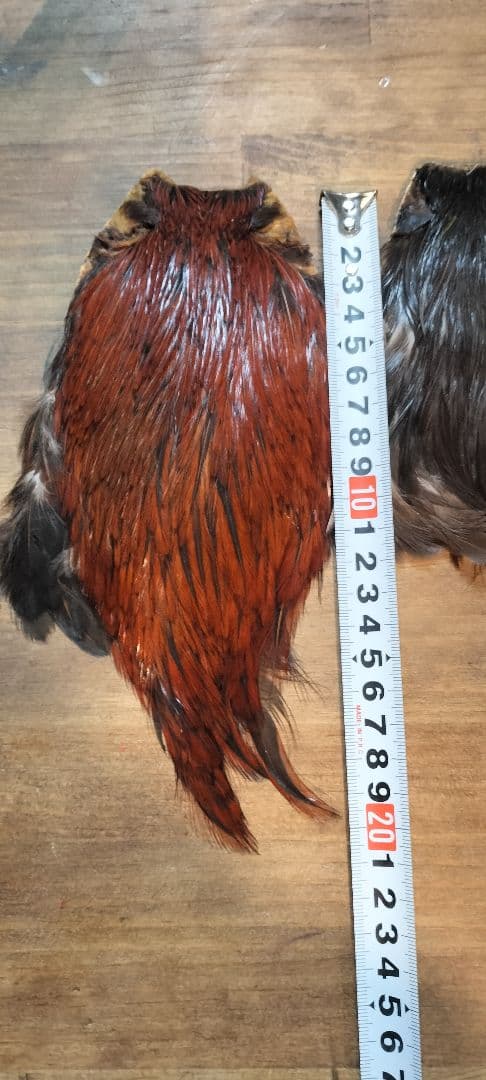 【フライタイイング】ハックル ケープ・クイル 5点まとめ売り