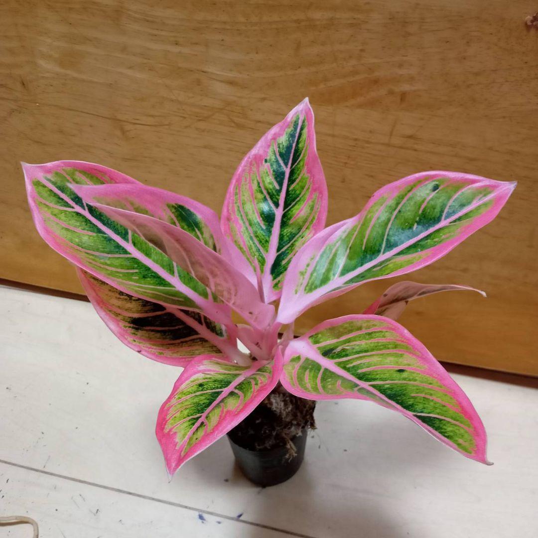 アグラオネマ　ロータス　デライト　観葉植物