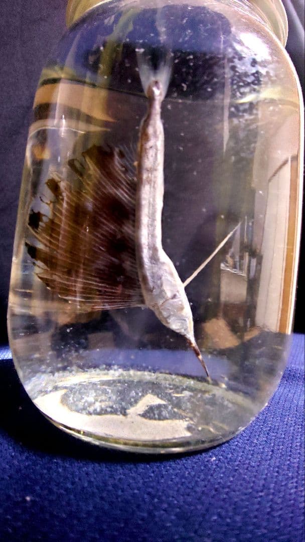 【レア】バショウカジキ幼魚 エタノール標本