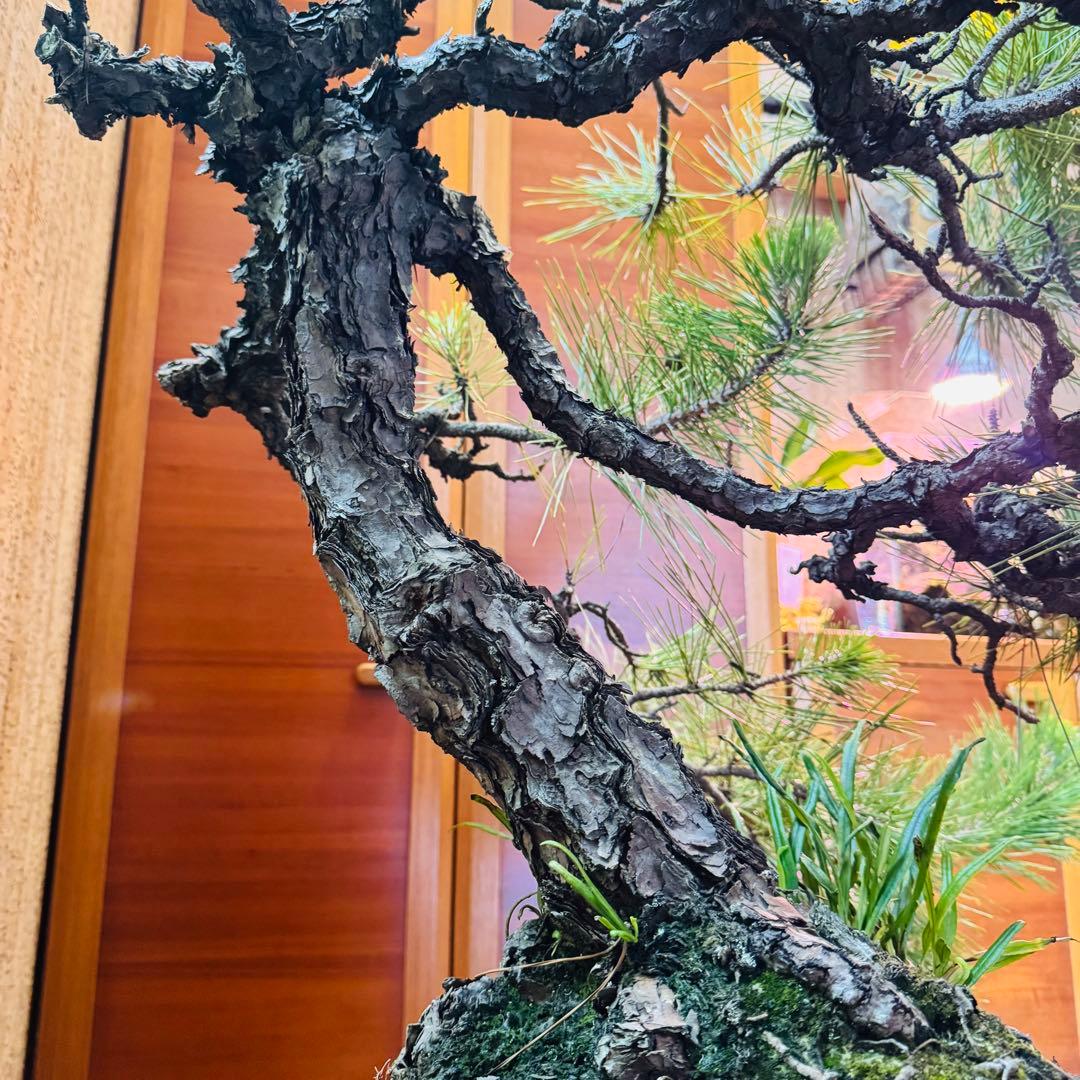 Porco　【特価】松盆栽大品　樹高 90cm 特大