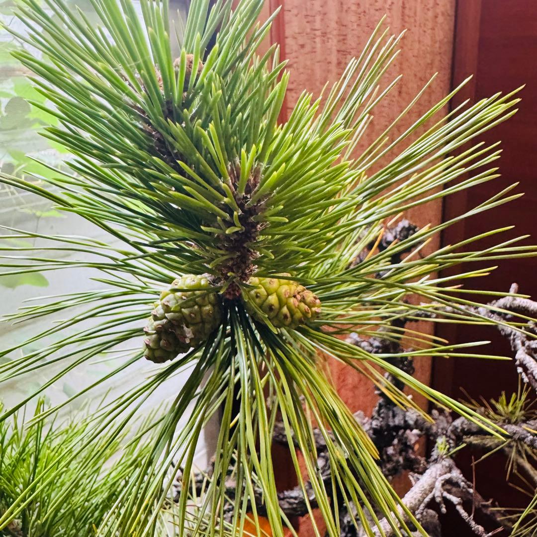 Porco　【特価】松盆栽大品　樹高 90cm 特大