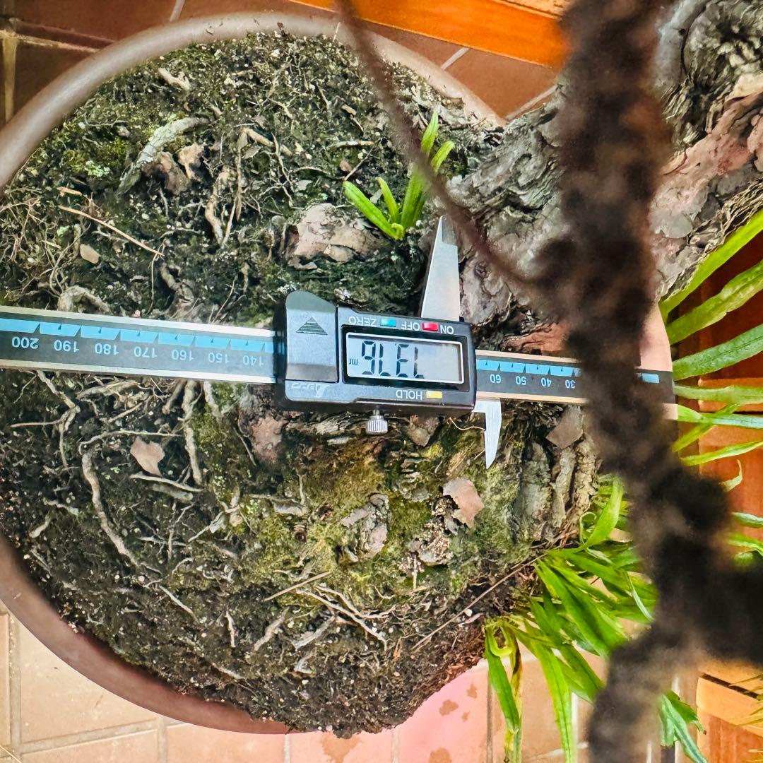 Porco　【特価】松盆栽大品　樹高 90cm 特大