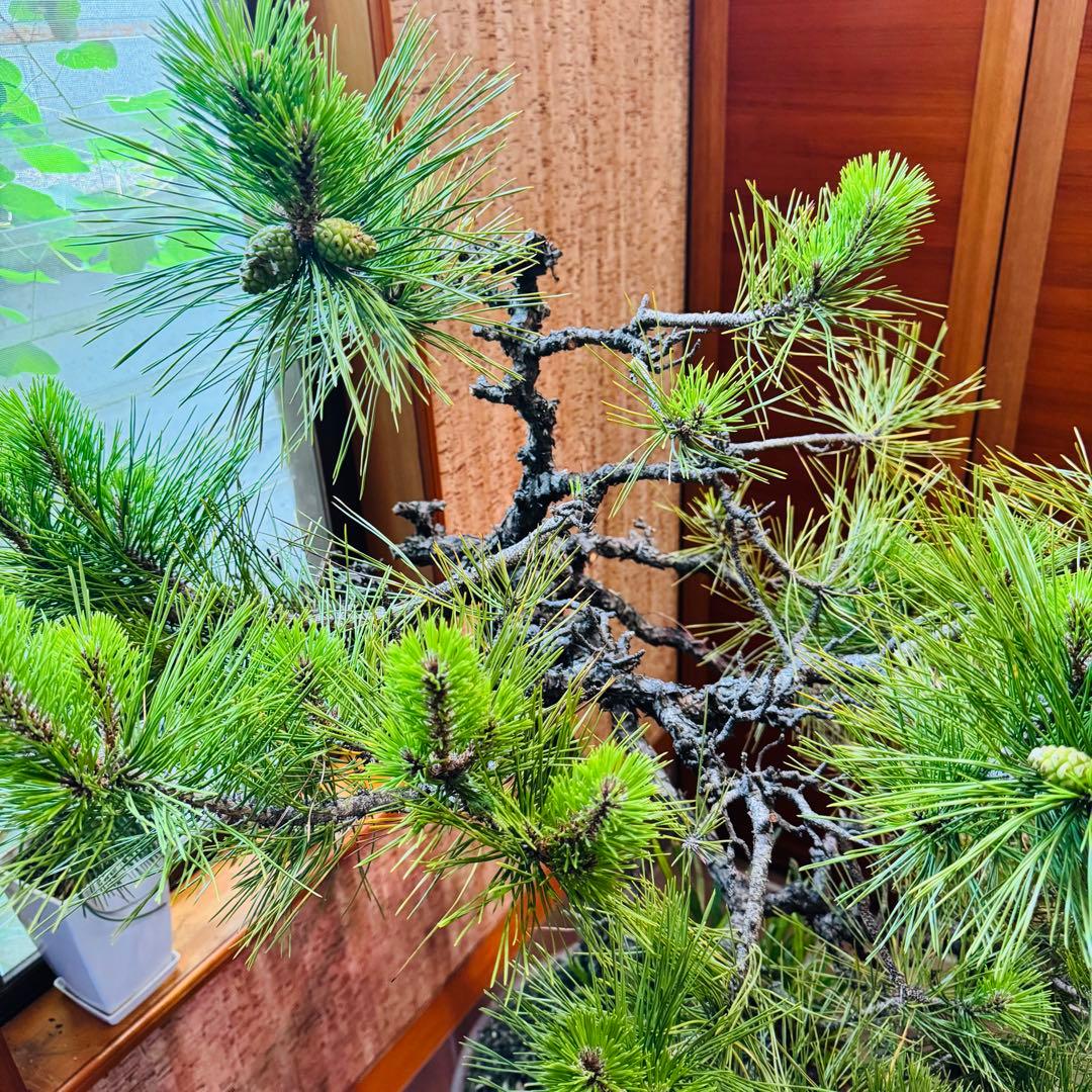 Porco　【特価】松盆栽大品　樹高 90cm 特大