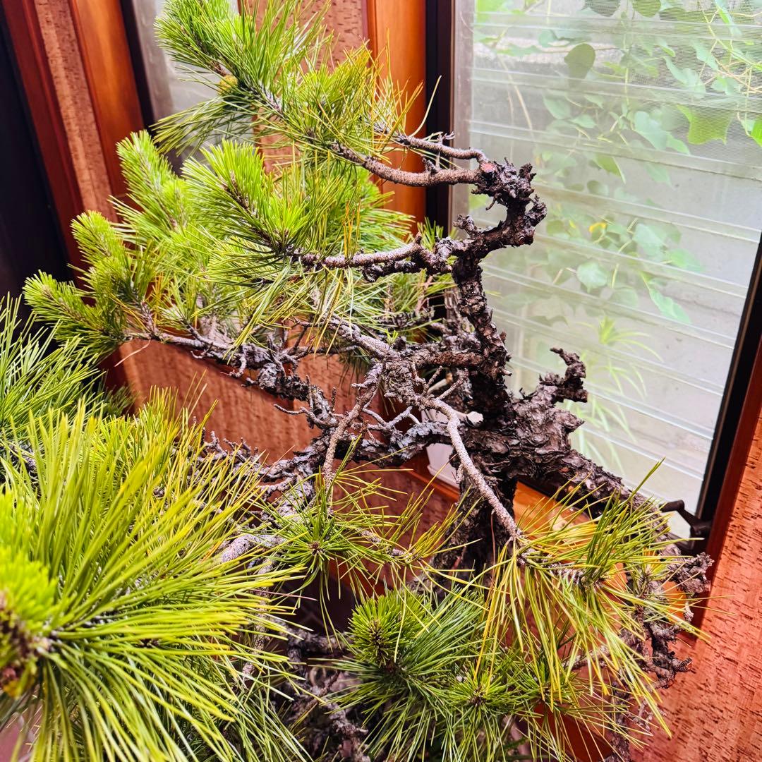Porco　【特価】松盆栽大品　樹高 90cm 特大