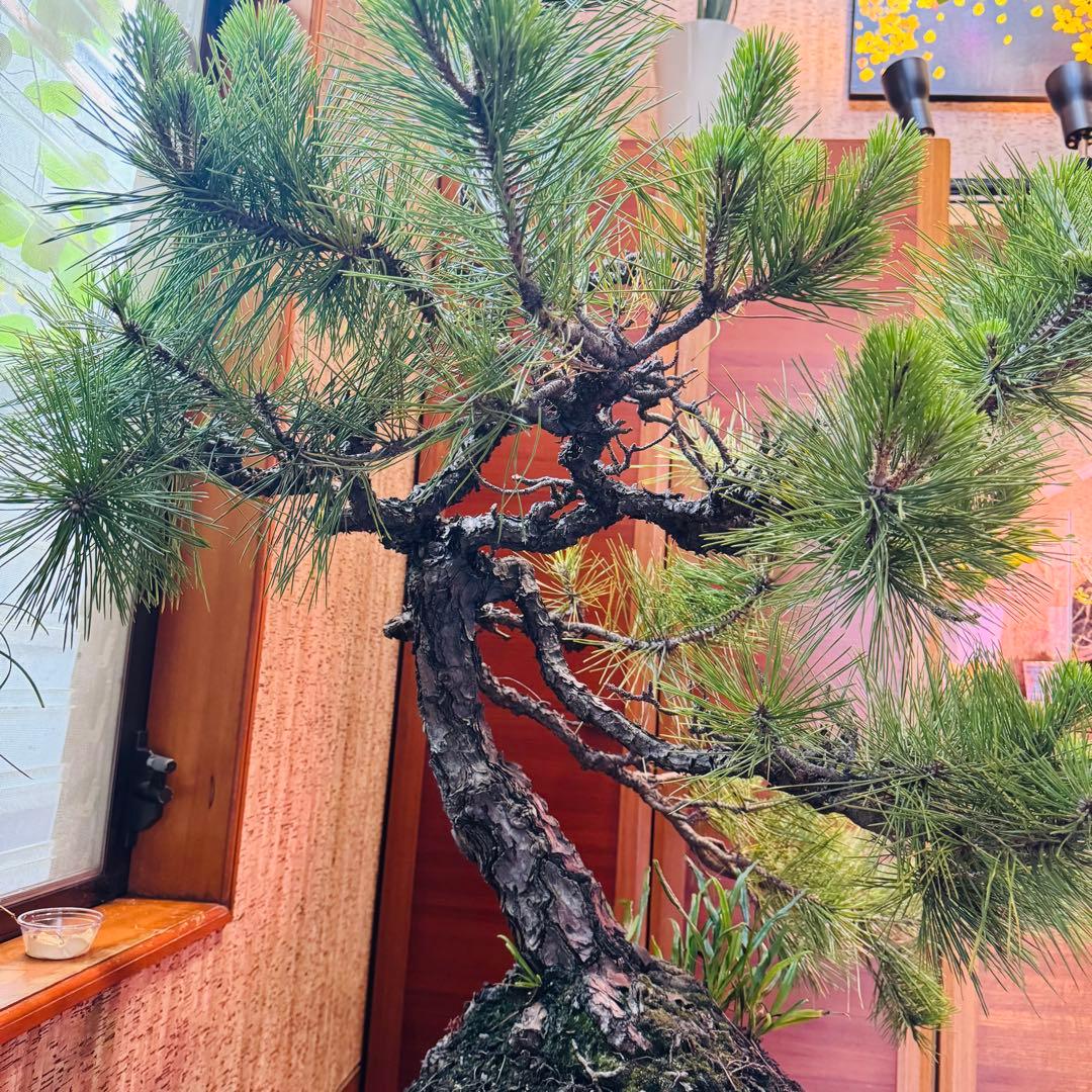 Porco　【特価】松盆栽大品　樹高 90cm 特大