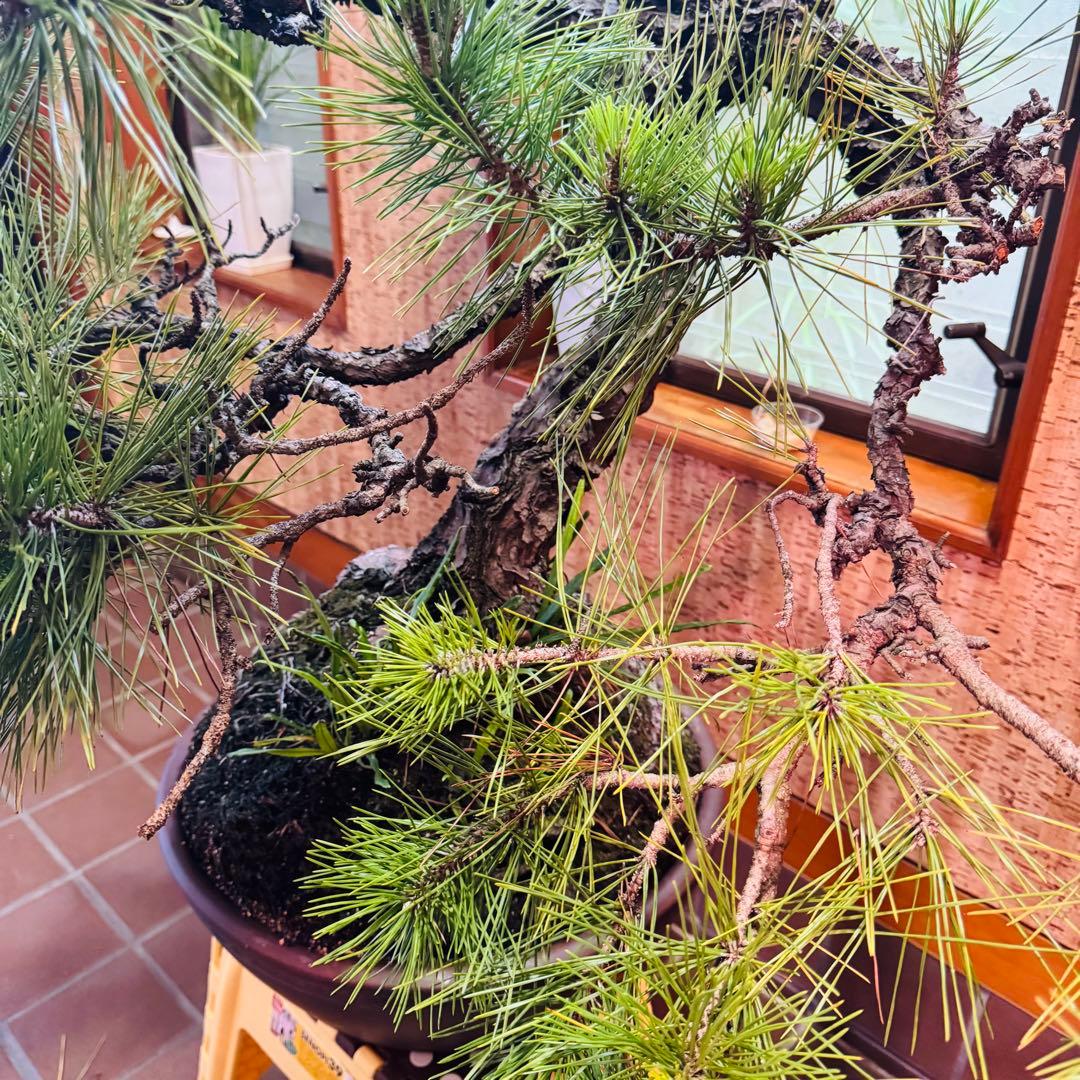 Porco　【特価】松盆栽大品　樹高 90cm 特大