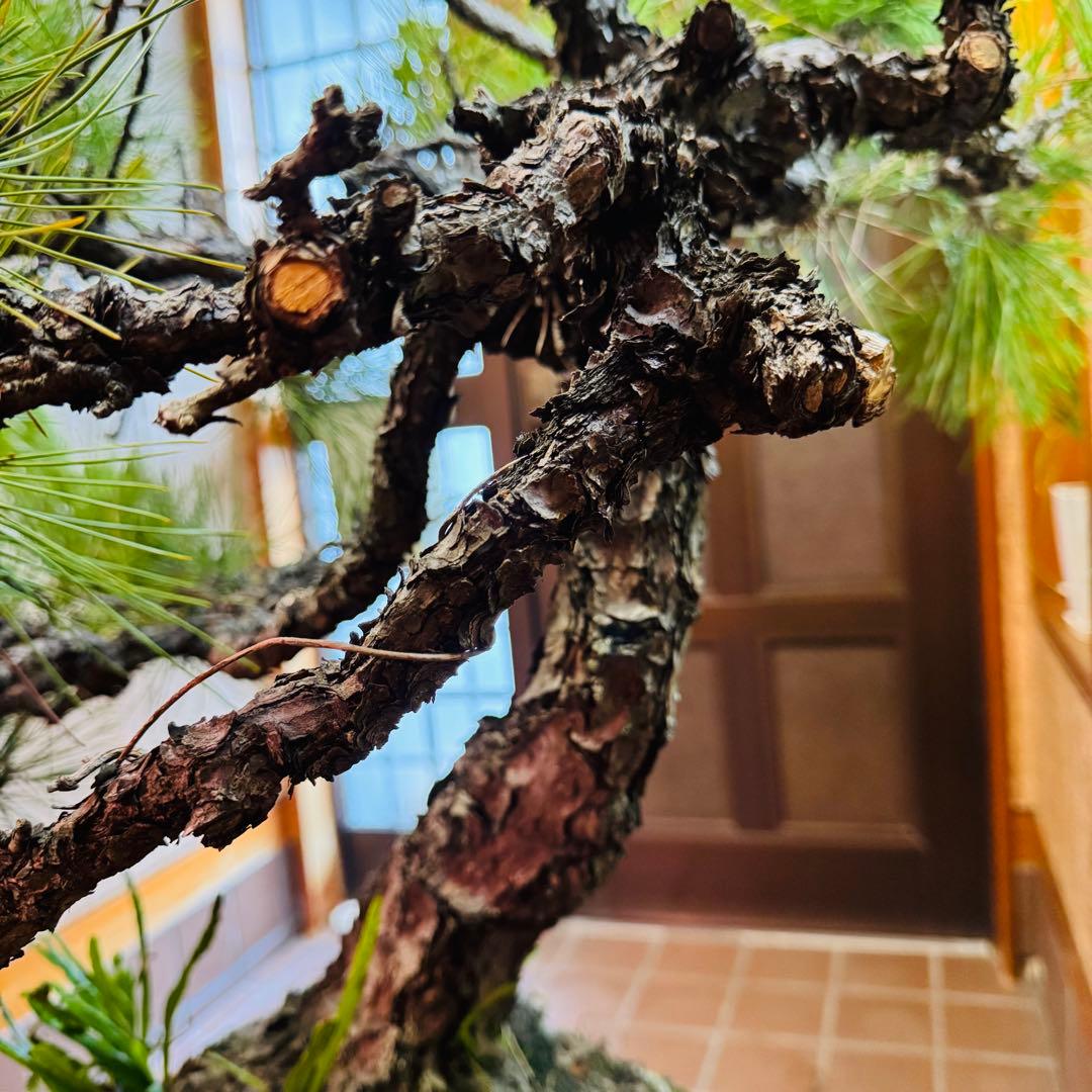 Porco　【特価】松盆栽大品　樹高 90cm 特大