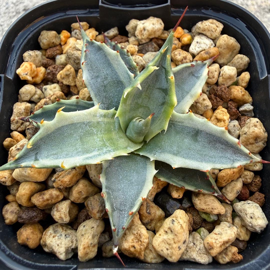 【激熱 激レア】アガベ サブシンプレックス 錦 超希少株