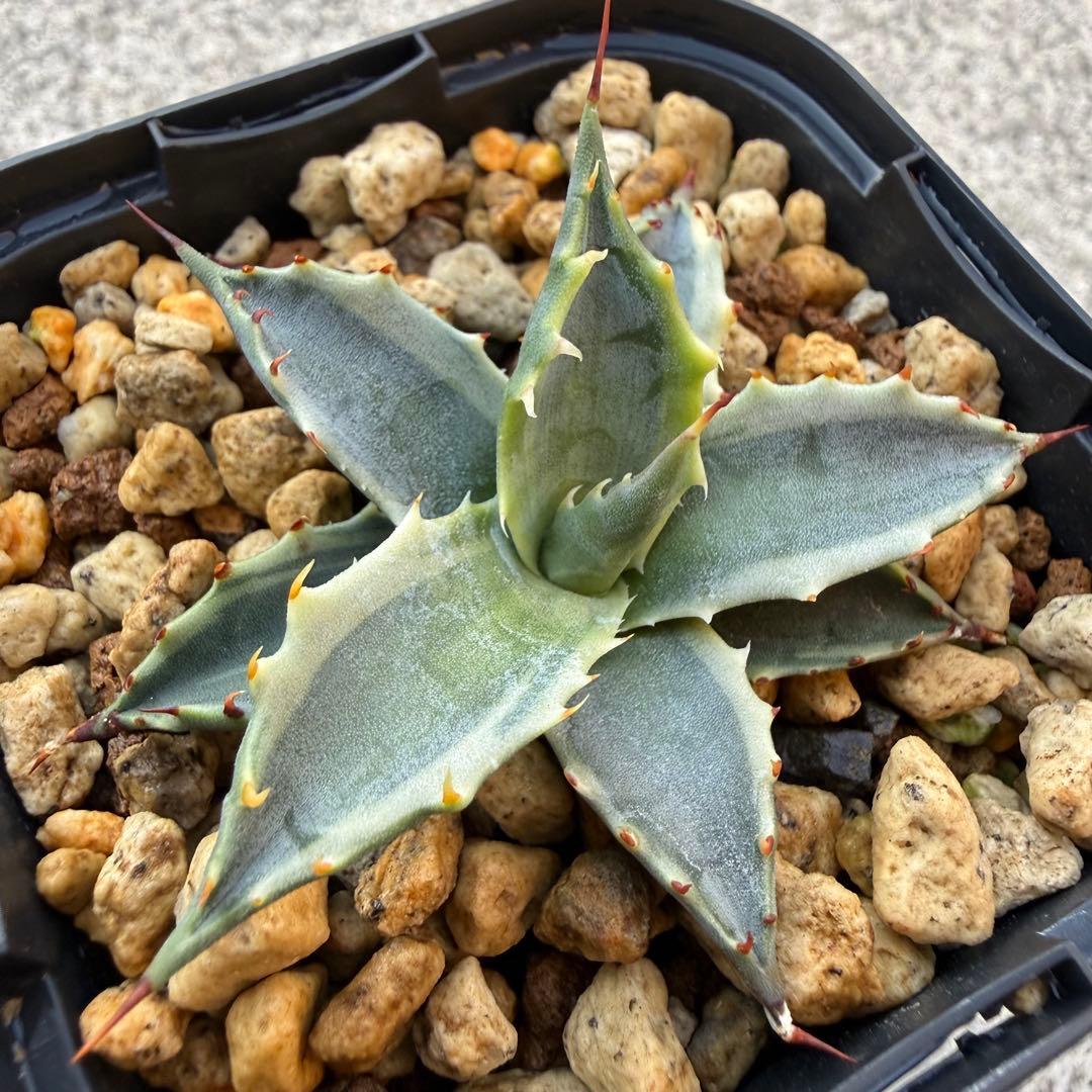 【激熱 激レア】アガベ サブシンプレックス 錦 超希少株