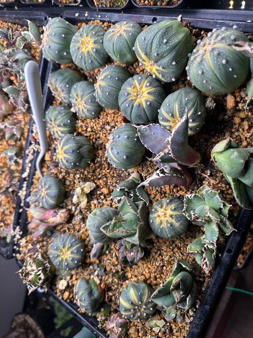 実生 アストロフィツム スイカ※同等以上送付