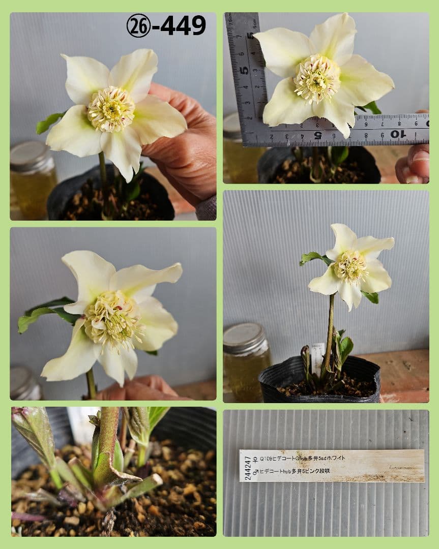 ★Orange様ご購入苗クリスマスローズ6点