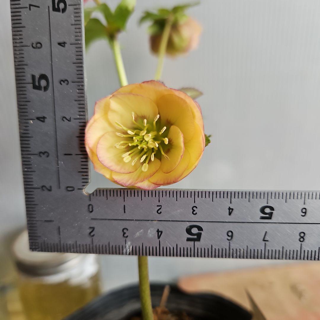 ★Orange様ご購入苗クリスマスローズ6点