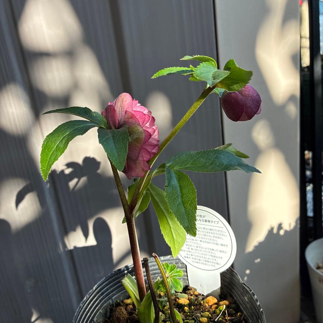 ♡横山園芸♡プリマドレス　超多弁