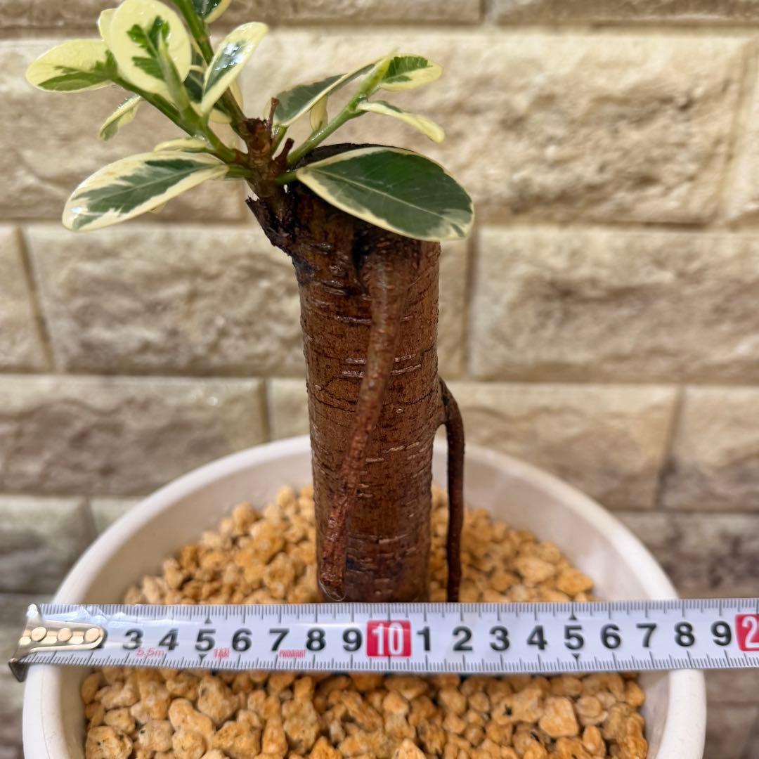 パンダガジュマル 斑入り 接木株 太幹 6号鉢 発根済・新芽あり