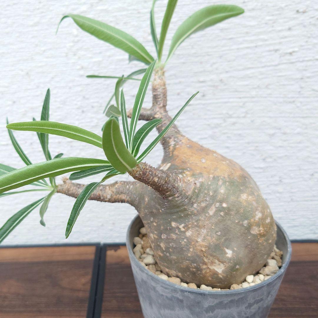 【週末セール】【発根済み】パキポディウム　グラキリス 幹幅　10cm