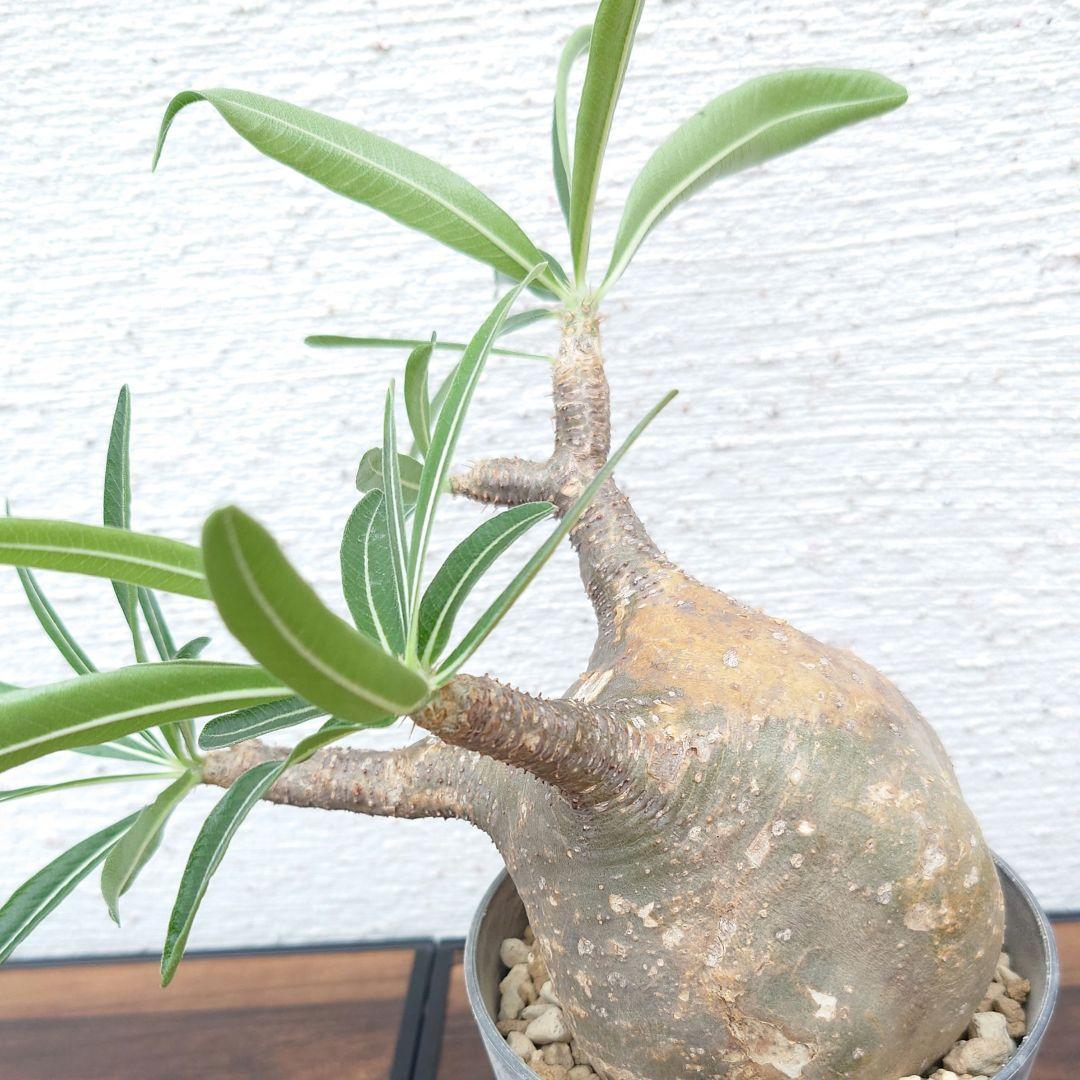 【週末セール】【発根済み】パキポディウム　グラキリス 幹幅　10cm