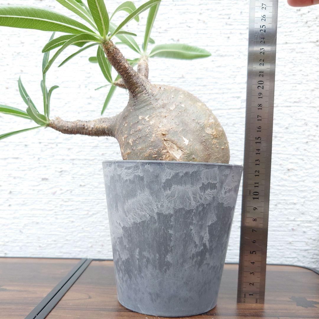 【週末セール】【発根済み】パキポディウム　グラキリス 幹幅　10cm