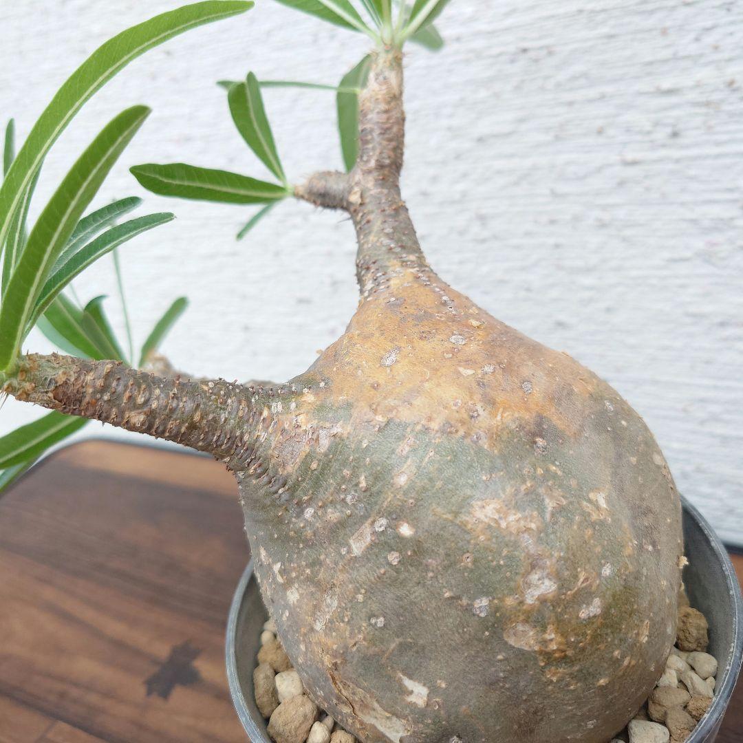 【週末セール】【発根済み】パキポディウム　グラキリス 幹幅　10cm