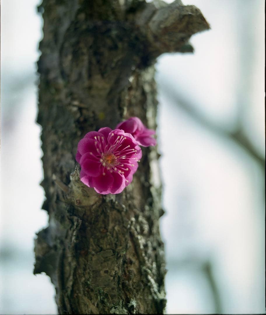 フィルムカメラ Mamiya RB67 Pro S SEKOR C 90mm f3.8 + a