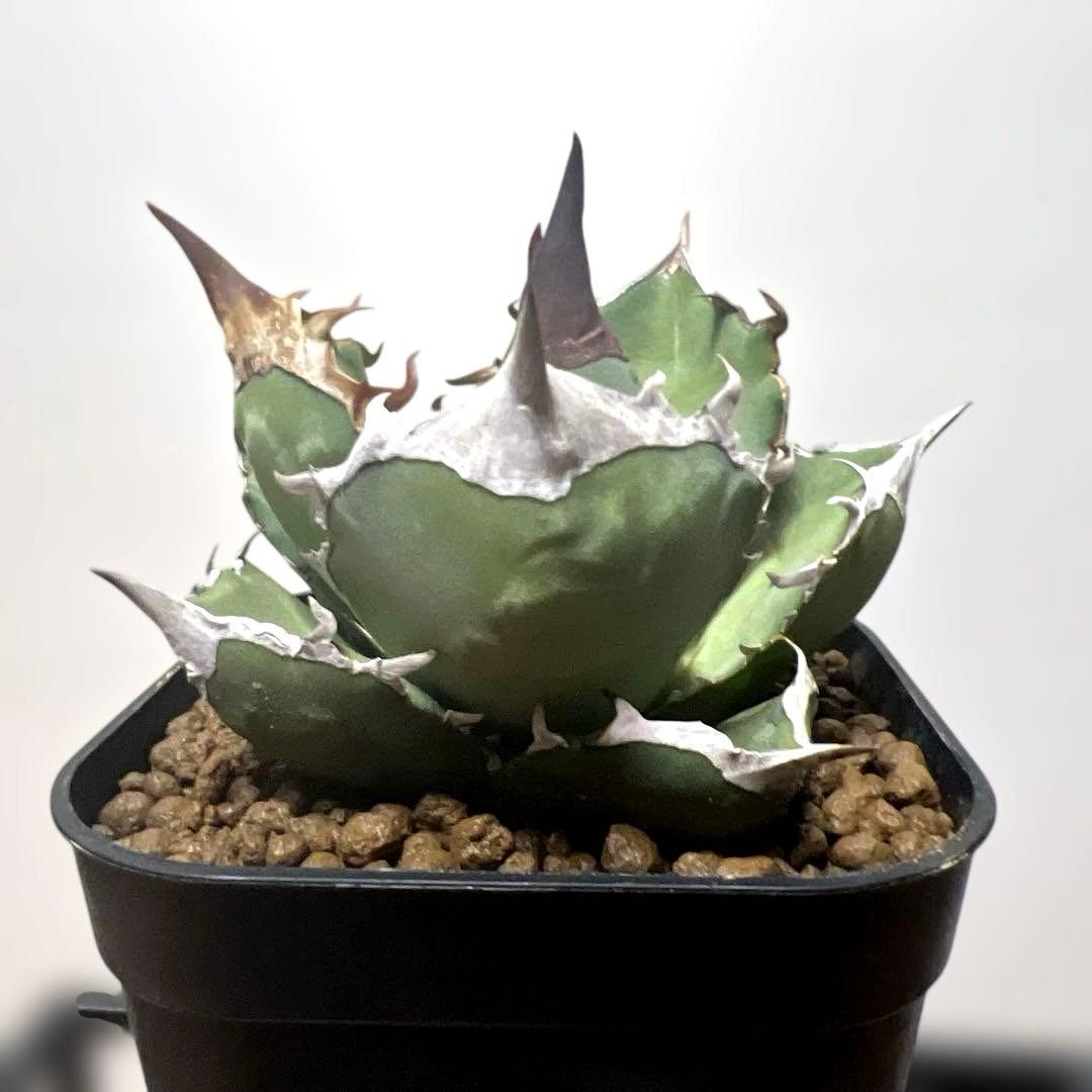 アガベ 鉢植発送 白犀牛 極上血統 スペシャル個体 中株サイズ