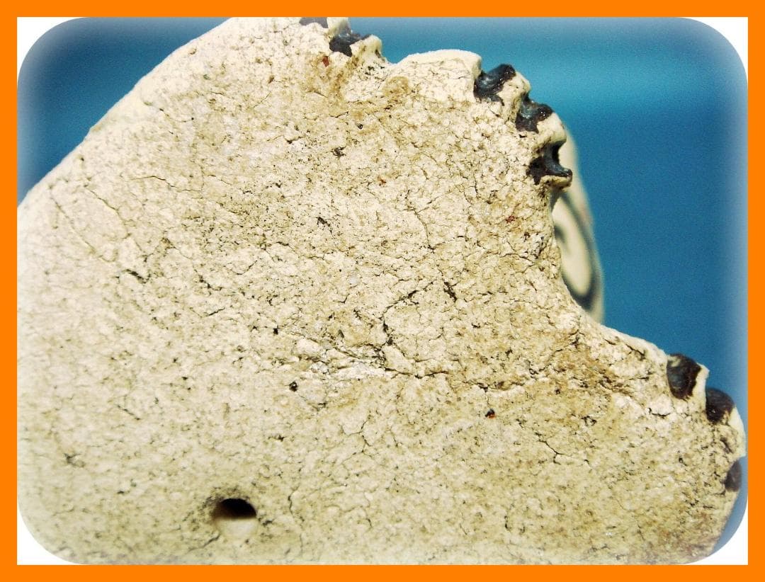 @348『黒織部 唐草文 招き猫』陶器　/骨董品 古美術 アンティーク 古玩